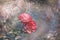 Beautiful red and white rose Bush in the spray of rain and the rays of the setting sun. Art. Soft focus. Copy space