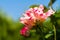 Beautiful red and white rosebush