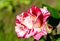 Beautiful red and white rosebush