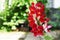 Beautiful red and white snapdragon in the garden