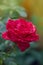Beautiful red and white striped rose Red Intuition