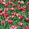 Beautiful red and white tulip in spring time