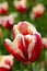 Beautiful red-white tulips variety Armani