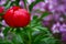 Beautiful Red Wild Peony Spring Flower Plant- Paeonia peregrina