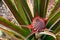 Beautiful red wild pineapple with spikey fronds