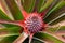 Beautiful red wild pineapple with spikey fronds