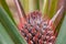 Beautiful red wild pineapple with spikey fronds
