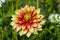 Beautiful red and yellow dahlia
