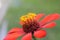 Beautiful red and yellow flower with bluried background.