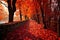 beautiful red and yellow leaves on the path Autumn park path Red leaves, romantic mood