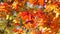 Beautiful red yellow and orange autumn foliage on a tree against a blue clear sky. Natural scene. A light breeze sways a