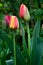 Beautiful red and yellow tulips macro shot
