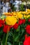 Beautiful red and yellow tulips photographed in Bacau, Romania, with selective focus and on a blurred background of intensely