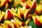 Beautiful red-yellow tulips variety Andre Citroen