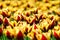 Beautiful red-yellow tulips variety Andre Citroen