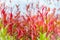 Beautiful red young leaves in the nature. Organic young red leaves background of Syzygium gratum tree, or shore eugenia. It has a
