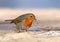 Beautiful redbreast robin Erithacus rubecula