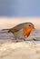 Beautiful redbreast robin Erithacus rubecula