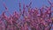 Beautiful redbud tree blossoms in spring wind and sky