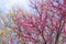 Beautiful Redbud tree Cercis canadensis blossoms in springtime. Nature landscape with sunbeams. Natural concept