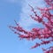 Beautiful Redbud tree Cercis canadensis blossoms in springtime. Nature landscape with sunbeams. Natural concept