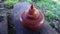 A beautiful reddish-brown saliva jar is prepared for pouring rainwater for drinking