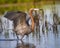 Beautiful reddish egret dances in shallow water while hunting