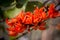 The beautiful reddish-orange Butea monosperma flower