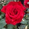 A beautiful reddish rose with dew drops in the morning