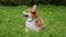 A beautiful reddish white Pembroke Welsh Corgi sits, looks forward, on the green grass in the park. The dog begins to