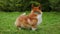 A beautiful reddish white Pembroke Welsh Corgi sits, looks forward, on the green grass in the park. The dog begins to