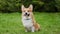 A beautiful reddish white Pembroke Welsh Corgi sits, looks forward, on the green grass in the park. The dog begins to