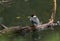 A beautiful redhead Smew, Mergus albellus, perching on a branch growing into the water in a lake in the UK.