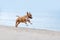 Beautiful redhead with white terrier dog breed mini runs gallop