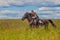 Beautiful redheaded girl riding a horse in countryside. Teen girl rides on the field with grass on a Sunny summer day