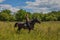 Beautiful redheaded girl riding a horse in countryside. Teen girl rides on the field with grass on a Sunny summer day