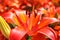 Beautiful redheaded lilies