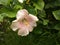 The Beautiful Redish White China Rose Flower and leaves