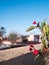 Beautiful redleaf rose on a rooftop in Marrakesh, Morocco