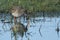 A beautiful Redshank, Tringa totanus, wading in water hunting for food in a flooded meadow.