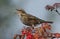 A beautiful Redwing Turdus iliacus feeding on Rowan tree berries in the Highlands of Scotland.