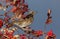 A beautiful Redwing Turdus iliacus feeding on Rowan tree berries in the Highlands of Scotland.