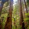 Beautiful Redwood Forest
