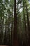 Beautiful redwood forest giant trees huge fat tall wood