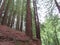 Beautiful redwood forest giant trees huge fat tall wood