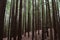 Beautiful redwood forest giant trees huge fat tall wood