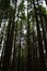 Beautiful redwood forest giant trees huge fat tall wood