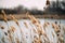 Beautiful reed as background at windy lake