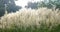 Beautiful Reed Bulrush Park Plant