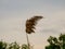 Beautiful reed flower background. May day.